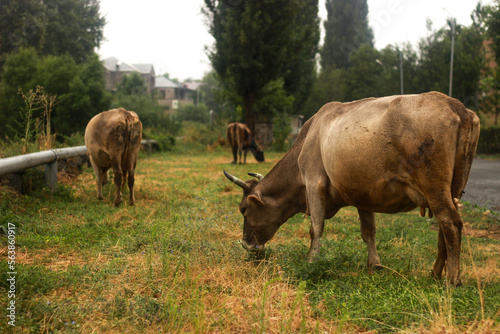 Cows graze on a grassy field at sunset in the summer photo