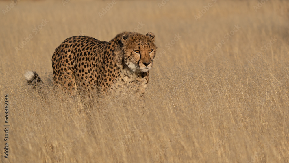Fototapeta premium cheetah in the African savannah waiting for prey Namibia.