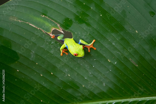 Red-eyed Tree Frog, Agalychnis callidryas, sitting on the green leave in tropical forest in Costa Rica.