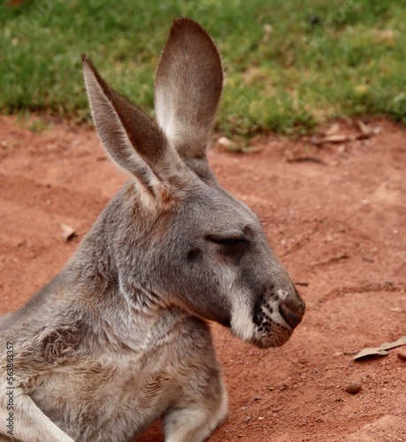 Closeup of a red kangaroo 