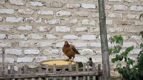 Free-range Chickens Eating Corn Rice Belonging To Residents Who Are Being Dried In The Sun photo