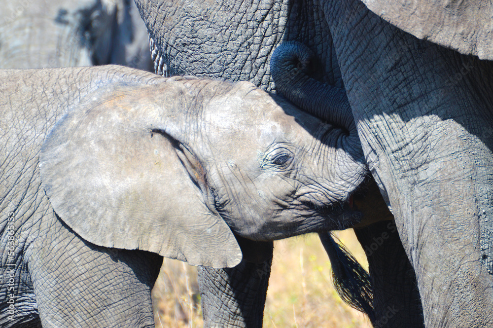 Baby elephant breast feeding closeup Stock Photo Adobe Stock