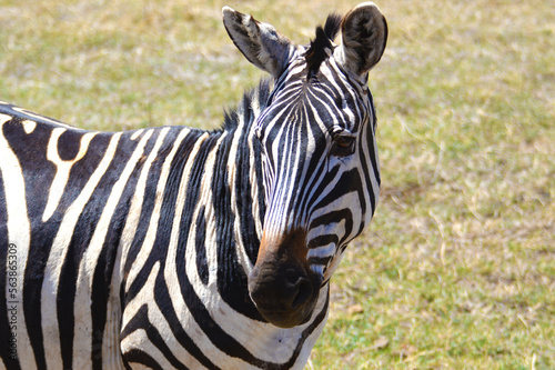 Zebra face © Carl