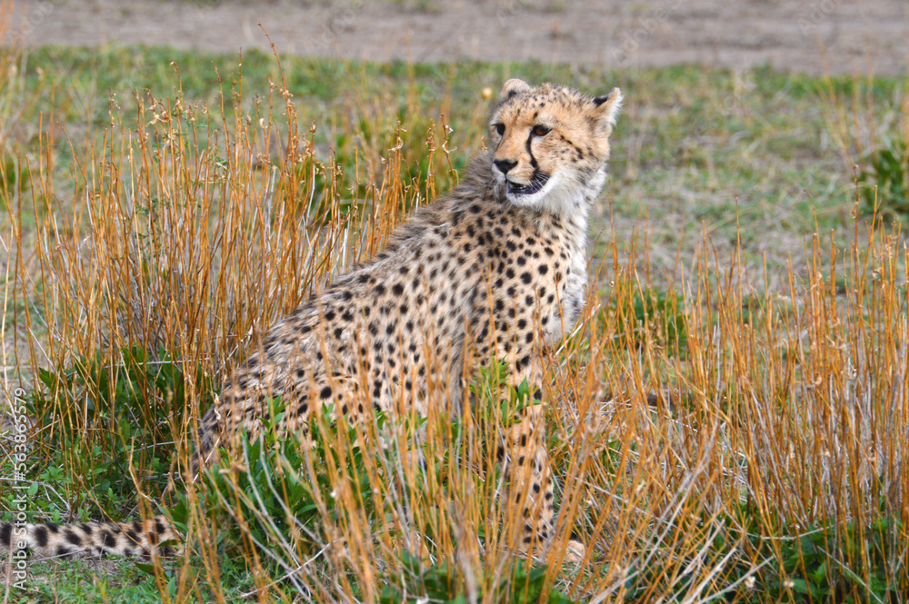 Naklejka premium Cheetah