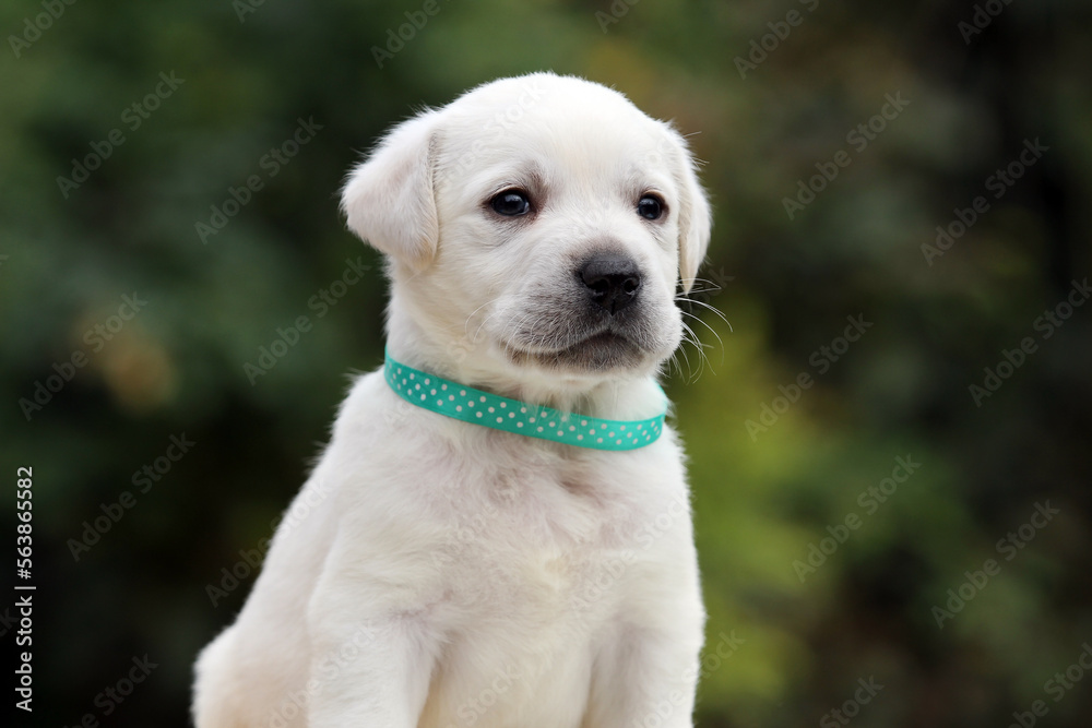 yellow labrador retriever in autumn close up yellow labrador retriever in autumn close up