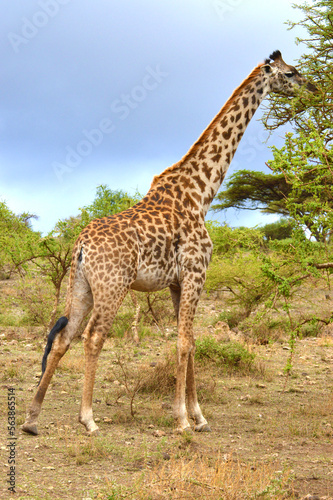 Giraffe eating © Carl
