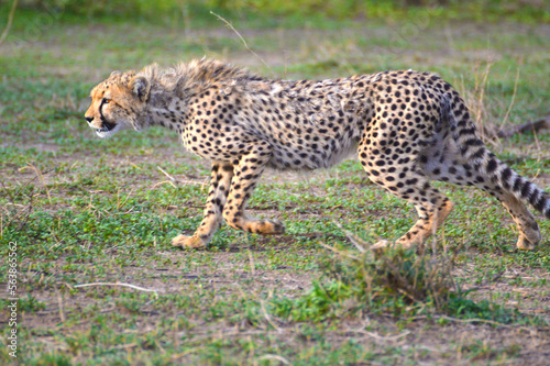 Cheetah getting ready to hunt