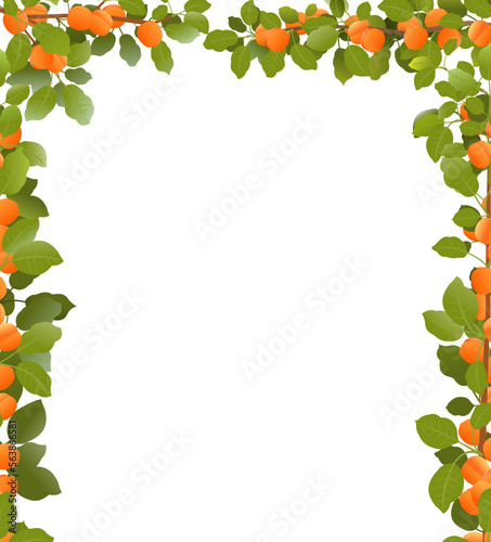 Tree apricot with ripe fruits. Branches in form of frame. Garden plant with edible harvest. Branch with foliage and leaves. Isolated on white background. Vector