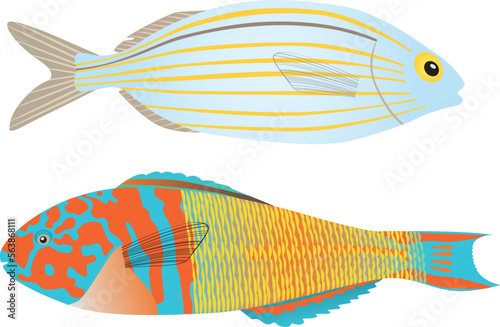 Sarpa Salpa and Thalassoma Pavo (Ornate fish). Two beautiful Mediterranean fish. Vector illustration. Isolated.