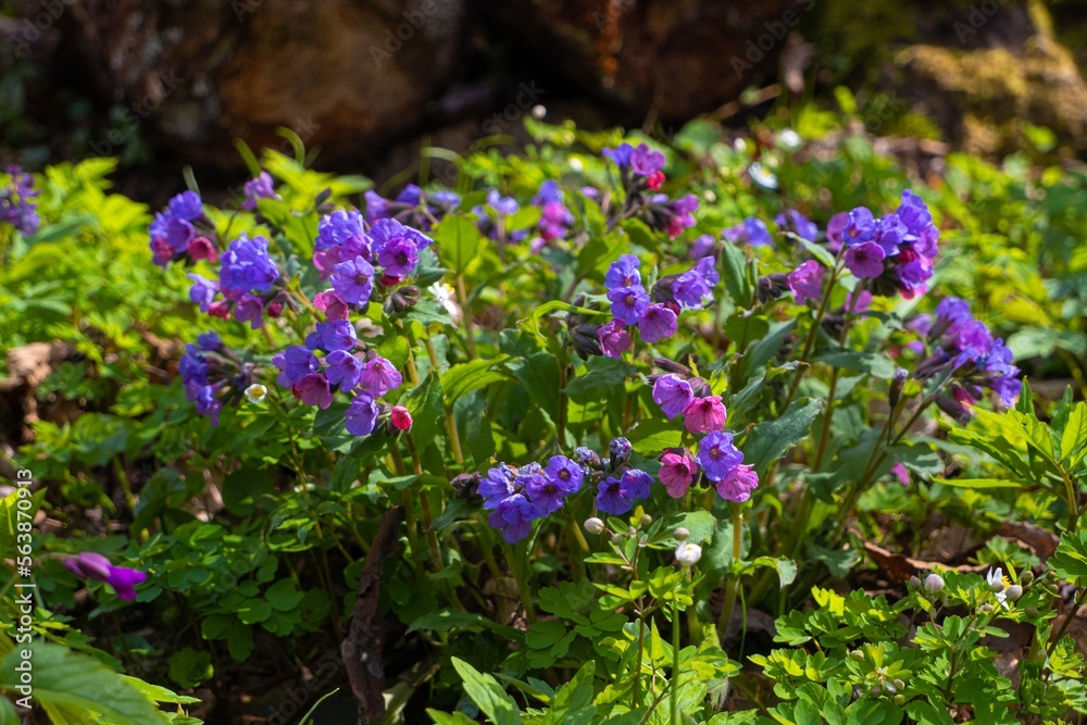 pink and blue Suffolk lungwort inflorescence, herbal medicine pagan ritual herb, mysterious meadow mood, blurred tree trunks in backlight, seasonal sunshine, spring awakening ecotourism concept pink and blue Suffolk lungwort inflorescence, herbal medicine pagan ritual herb, mysterious meadow mood, blurred tree trunks in backlight, seasonal sunshine, spring awakening ecotourism concept