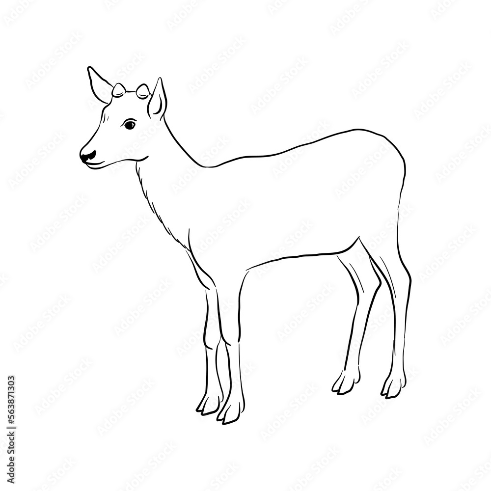 vector drawing sketch of animal, hand drawn deer , isolated nature design element