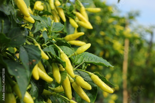 hot pepper in the garden that bears fruit densely