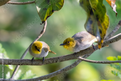 Yellow-throated bulbul (Pycnonotus xantholaemus) an endemic specie of southern India, observed in Hampi, Karnataka