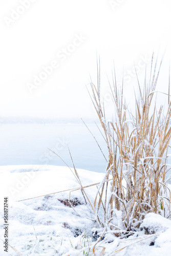 Reeds covered in snow in winter against bright white background