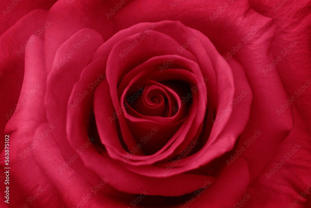 Red rose flower close up for background , soft focus horizontal shape , Vivid magenta color of the year 2023. Valentines Day concept Red rose flower close up for background , soft focus horizontal shape , Vivid magenta color of the year 2023. Valentines Day concept