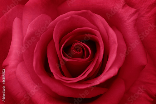 Red rose flower close up for background , soft focus horizontal shape , Vivid magenta color of the year 2023. Valentines Day concept