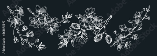Flowering branch with flowers and leaves set. Cherry and almond in flowers sketches in engraved style. Black contoured drawing. Botanical vector illustrations of spring tree on chalkboard