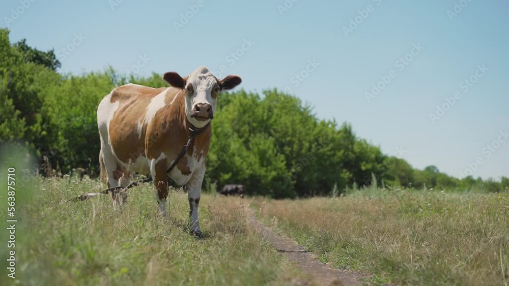 Muzzle of a thoroughbred cow from a farm. red and white spotted cow in meadow with yellow buttercup flowers. Red cow on a summer meadow. Muzzle of a thoroughbred cow from a farm. red and white spotted cow in meadow with yellow buttercup flowers. Red cow on a summer meadow.