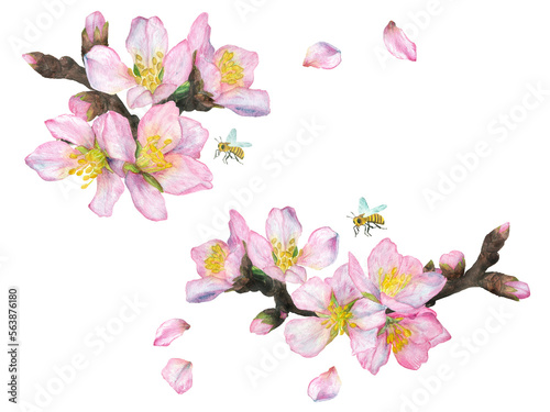Watercolor illustration  a set of cherry blossoms  isolate on a white background.
