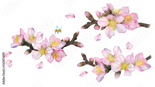 Watercolor illustration, spring set of cherry blossoms, isolate on a white background. © Sadovskaya Daria ART
