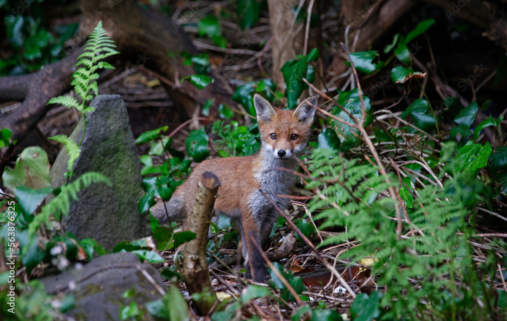 Urban fox cubs exploring in the garden