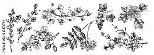 Flowering branches vintage collection. Cherry, almond, willow, rowan, currant, japanese quince, guelder rose in flowers sketches. Botanical vector illustrations of spring trees isolated on white