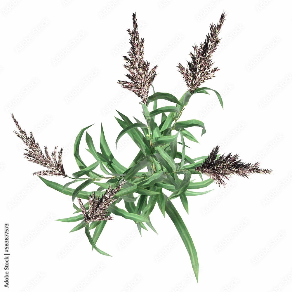 Fototapeta premium wild field grass, top view, isolated on white background, 3D illustration, cg render