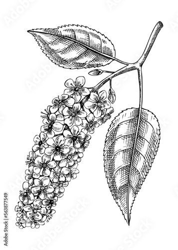 Bird cherry blossom sketch in engraved style. Flowering branch with flowers and leaves. Black contoured hackberry drawing. Botanical vector illustration of spring tree isolated on white background