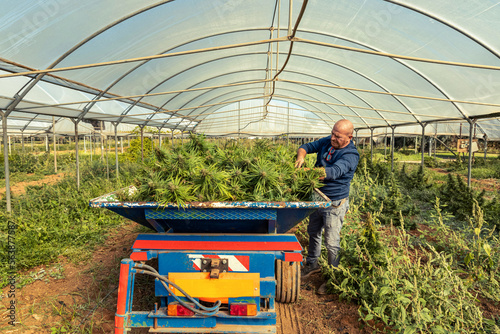 Farmer Worker harvesting Marijuana, puts cutted plants on tracktor. Organic Cannabis Sativa