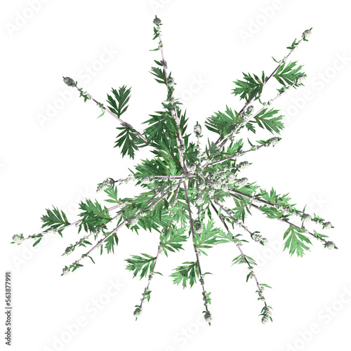 wild field grass  top view  isolated on a transparent background  3D illustration  cg render