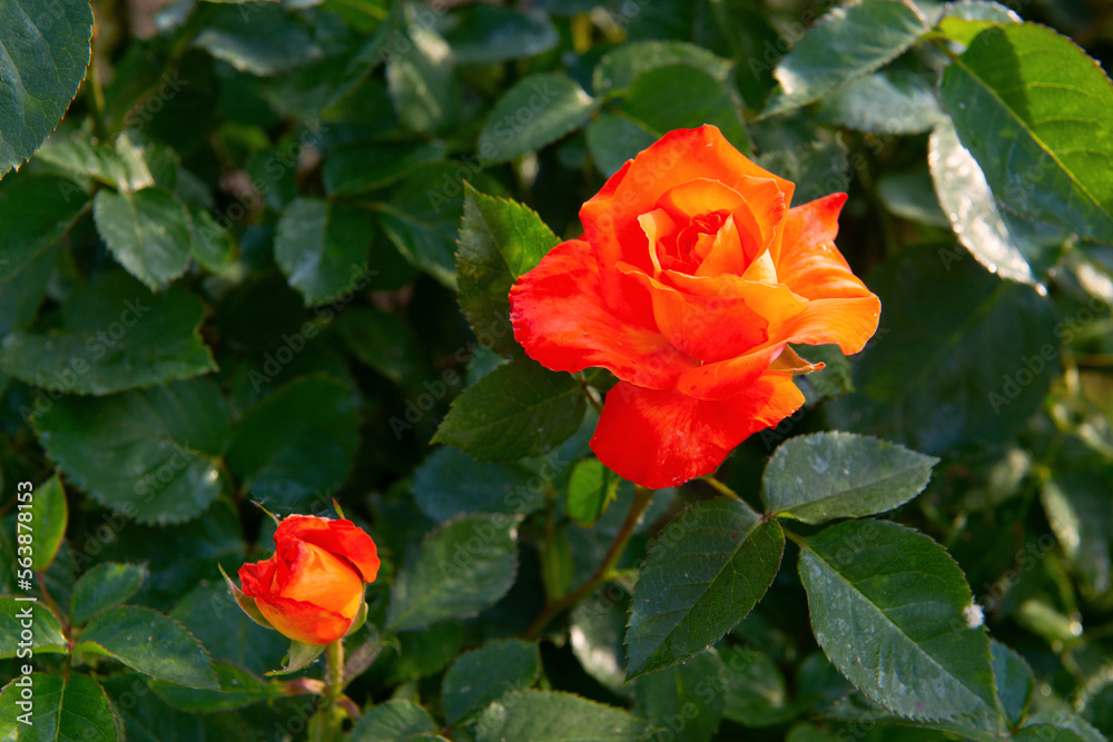 Obraz premium Roses bush blooming. Beautiful yellow-red flowers, beauty in nature at spring