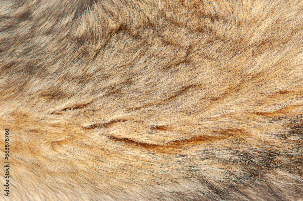 Beautiful spotted fur close-up. Texture of brown animal wool. Dog fur. Beautiful spotted fur close-up. Texture of brown animal wool. Dog fur.