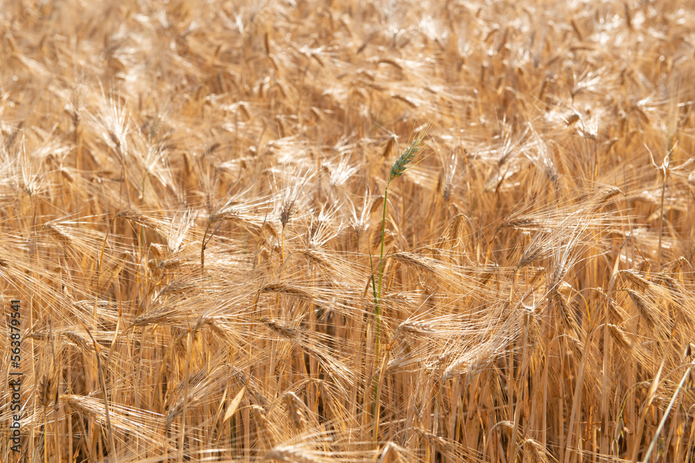 Wheat. Golden field of cereals ready for harvest. Grain crops. Spikelets closeup, sunny June. Important food grains Wheat. Golden field of cereals ready for harvest. Grain crops. Spikelets closeup, sunny June. Important food grains