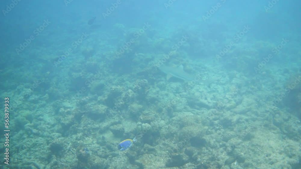 Blacktip reef shark swimming, slow motion 240 fps Blacktip reef shark swimming, slow motion 240 fps