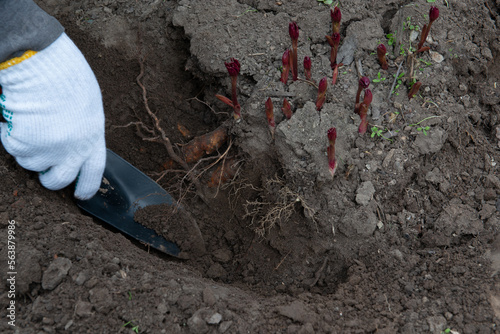 Transplanting peony rhizomes in early spring using garden equipment. Gardening photo