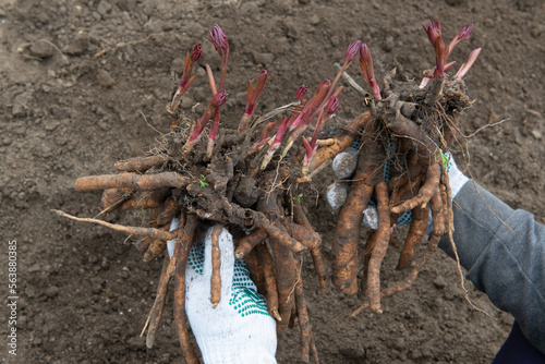 A man holds dug out rhizomes of a peony in his hands and prepares to transplant them in prepared soil enriched with humus in early spring. Gardening photo
