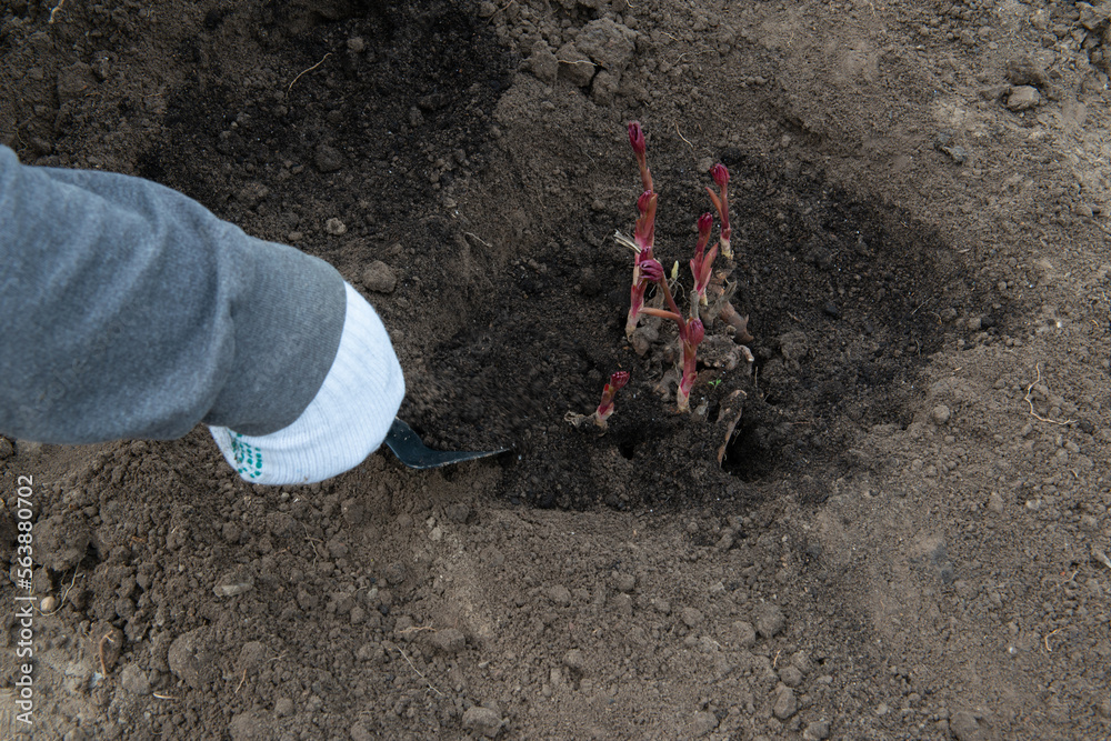 Transplanting peony rhizomes in prepared soil enriched with humus in early spring using garden equipment. Gardening Transplanting peony rhizomes in prepared soil enriched with humus in early spring using garden equipment. Gardening