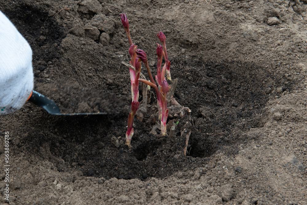 Transplanting peony rhizomes in prepared soil enriched with humus in early spring using garden equipment. Gardening Transplanting peony rhizomes in prepared soil enriched with humus in early spring using garden equipment. Gardening