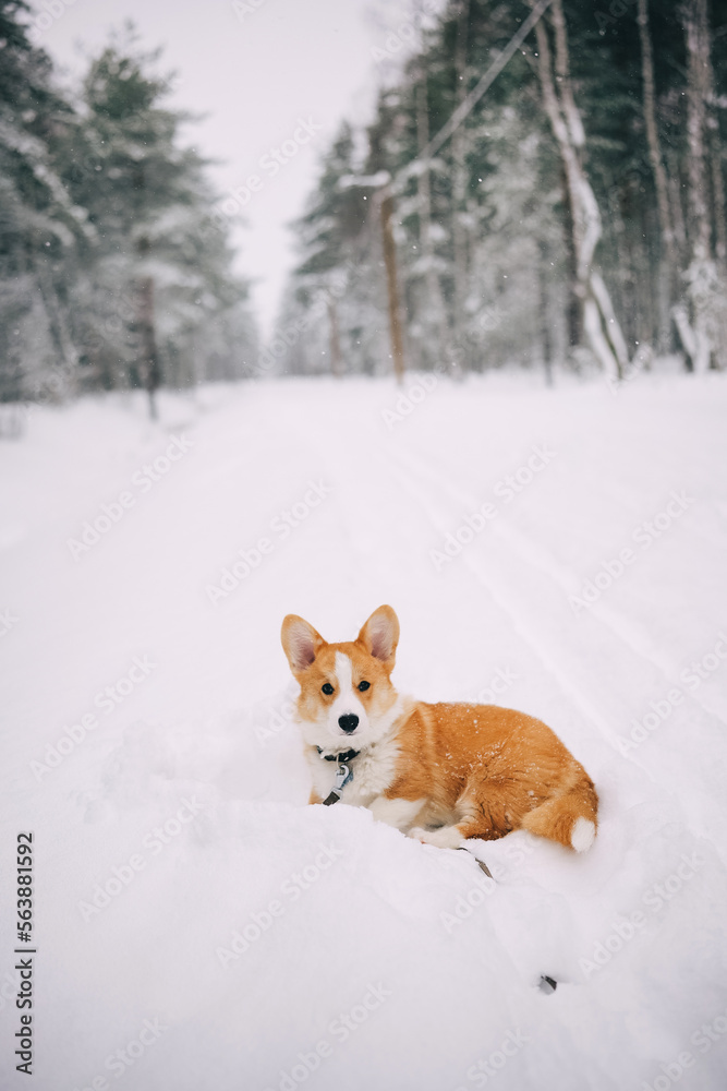 Portrait of welsh corgi pembroke puppy on beautiful snowy winter forest road