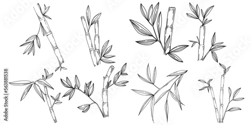Fototapeta Naklejka Na Ścianę i Meble -  Bamboo plant by hand drawing sketch. Floral tattoo highly detailed in line art style. Black and white clip art isolated on white background. Antique vintage engraving illustration.
