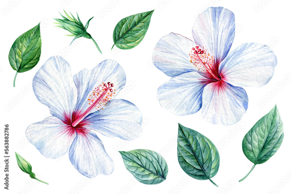 Set watercolor flowers on isolated white ion botanical illustration, tropical flora, jungle design. Hibiscus 