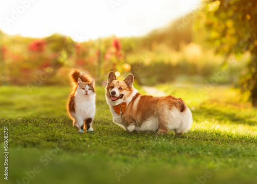 fluffy friends cat and dog corgi walk together on the green grass on the sunny lawn