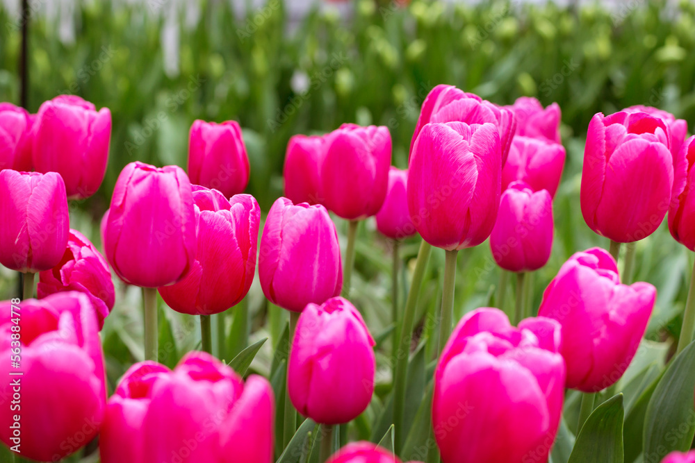 Close-up Pink tulips flowers blooming in spring garden Close-up Pink tulips flowers blooming in spring garden