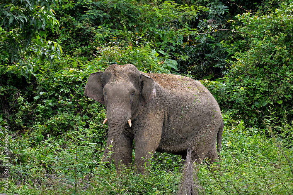 Asia Elephant in Malaysia, Asia Elephants in National Park Terengganu at Kenyir Lake
