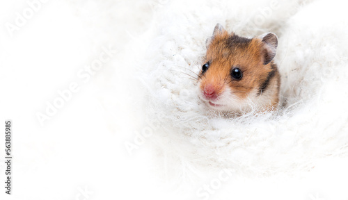 hamster peeking out from a fluffy blanket