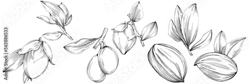 Jojoba tree and beans in graphic style hand draw on white background. Isolated object with engraved style illustration. The best for design logo, menu, label, icon, stamp.