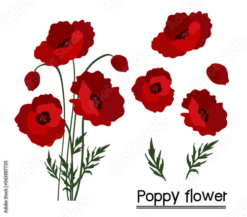 Poppies flower background.Eps 10 vector.