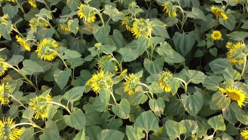 Aerial close view of sunflowers feeld in Kherson region, Ukraine. High quality FullHD footage