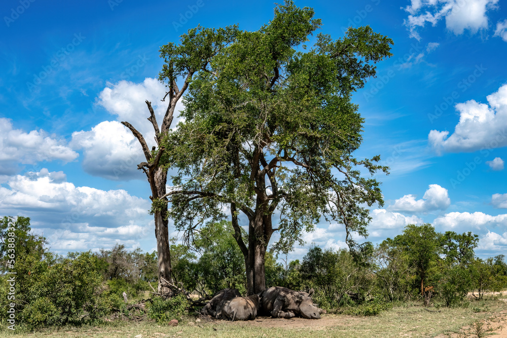 A spectacular view of three rhinos sleeping under a huge tree standing against white clouds in a blue sky in the Kruger National Park.