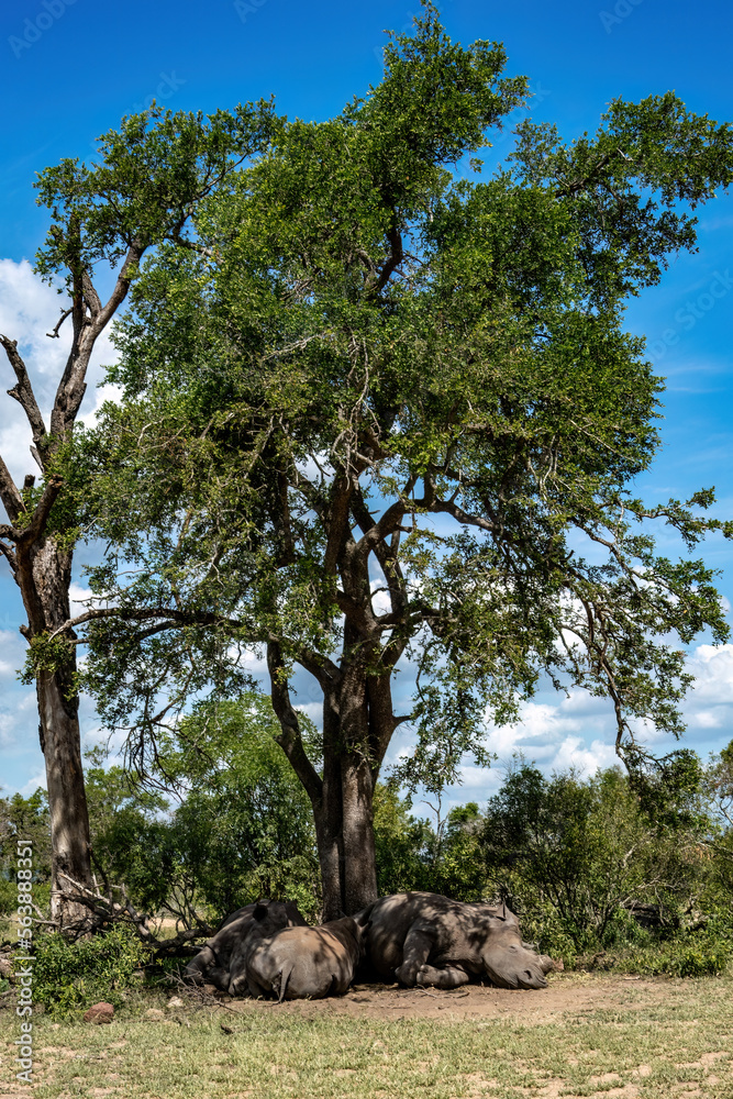 A cropped view of three rhinos sleeping under a huge tree in the Kruger National Park.